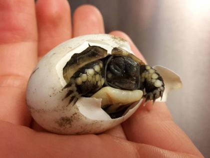 Nachzuchten Griechische Landschildkröten Testudo hermanni boettgeri zu verkaufen