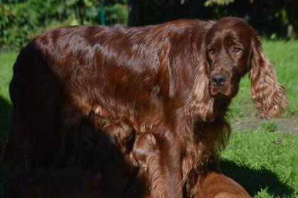 Irish Red Setter Welpen m. VDH-Papieren