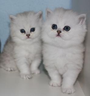 Reirassige Perserkitten mit Nase