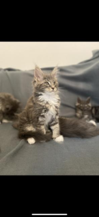 Maine Coon Kitten mit Stammbaum