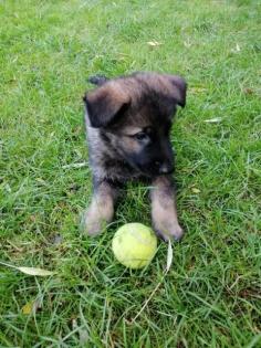 Schäferhund welpen