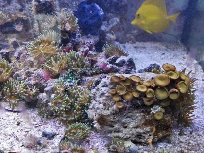 Salzwasseraquarium Auflösung