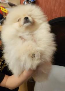 Zwergspitz/ Pomeranian