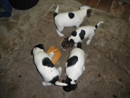 Parson Russell Terrier Welpen