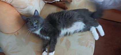 Maine-Coon-Kätzchen suchen ein neues Zuhause