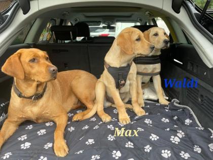 Unsere süßen Labrador Welpen
