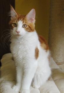 Wunderschöne Maine Coon Babys abzugeben