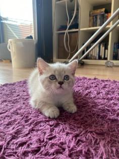 BkH Kitten