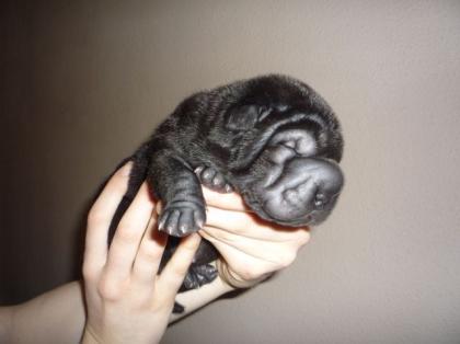 Sharpei Welpen mit Stammbaum und Garantie