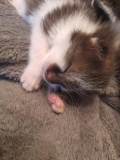 Katzen Babys