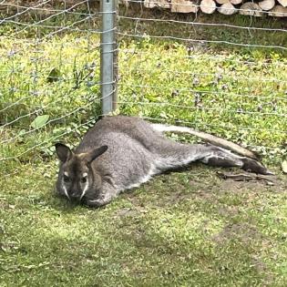 Männliches Bennett-Wallaby, Rotrücken-Wallaby, Känguru, Bock