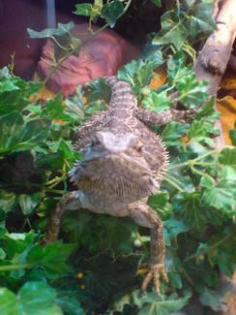 Verkaufe 2 Bartagam Böcke mit 120 60 60 Terrarium