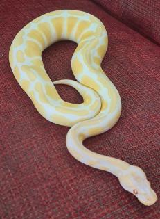 Königspython Albino 0. 1