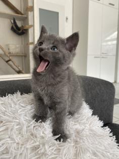 Reinrassige Russisch blau Kitten