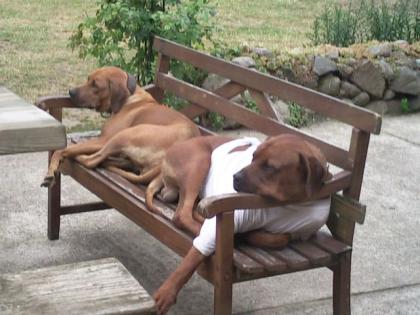 Reinrassige Rhodesian-Ridgeback Welpen suchen ein Zuhause