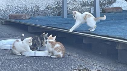 2 süße Katzenbabys abzugeben