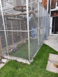 Grüne Leguane, Iguana Iguana, ab 3 Jahre