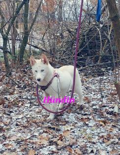 Husky Welpen aus exclusiver Verpaarung suchen ein kuscheliges Zuhause. Nur noch 3 Welpen Verfügba