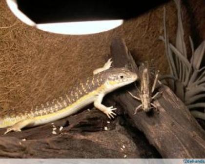 Berber skink zu verkaufen 30Euro