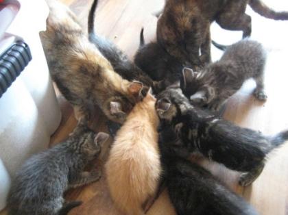 Süße Katzenwelpen abzugeben