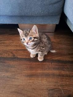 Edelmix Sibirische Waldkatze und Bengal Kitten