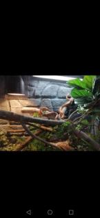 Kornnattern mit Terrarium
