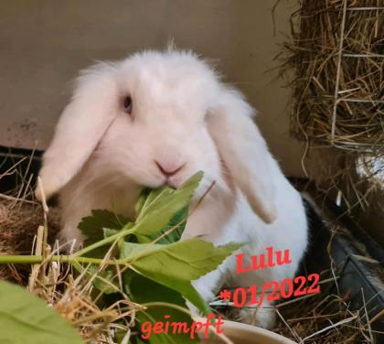 Aktuelle Kaninchen Notfellchen Vermittlungs Tiere