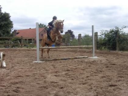 Suche Pferd zum Pflegen und Reiten nähe von Minden und Umgebung