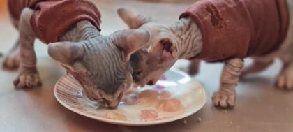 Reinrassige Canadian Sphynx Katzenbabys