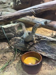 Stachelschwanzwaran Varanus acanthurus männlich, ca. 5 Jahre alt