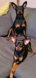 Zwergpinscher/Rehpinscherwelpen