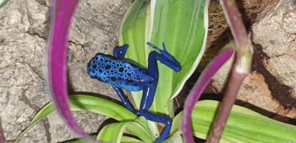 0. 0. 3 Dendrobates azureus