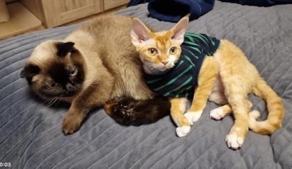 Devon Rex Kater Amour 10 Monate, kastriert - verspielt und sehr liebevoll
