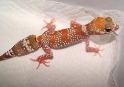1. 1 Underwoodisuarus millii, HYPO, CB 2022, proven breeder, sofort zuchtbereit