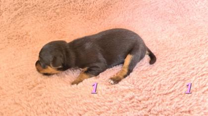 Jagdterrier Patterdaleterrier Welpen