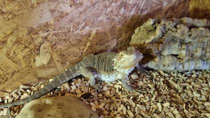 Bartagame