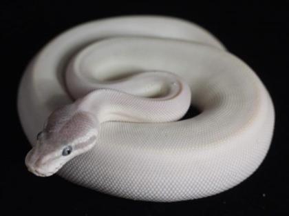 0. 1 Super Mojave poss GHI 2021