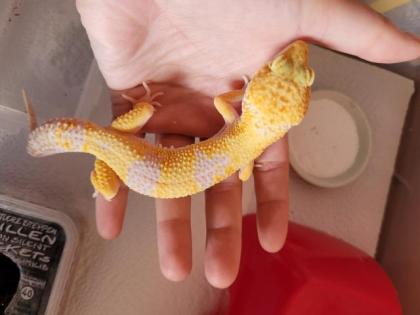 Leopardgecko 1. 0 WY Tangerine Mack Snow Tremper Albino