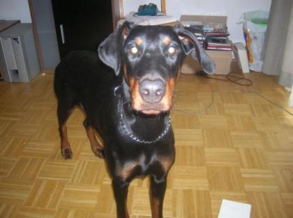 Liebe Dobermannwelpen