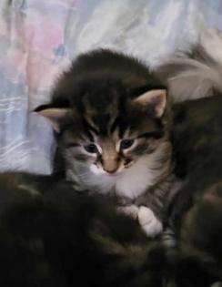 Norwegische Waldkatze Kitten/Baby