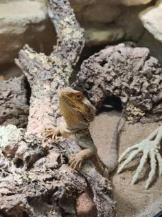 Bartagame m mit großem Terrarium, Quarantäneterrarium inkl. Beleuchtung und viel Zubehör