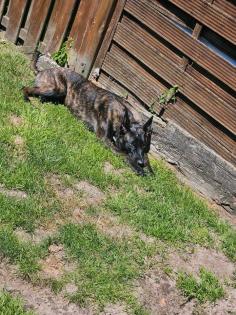 X Herder Malinois hündin
