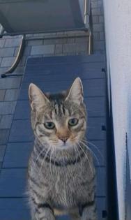 Katze vermisst