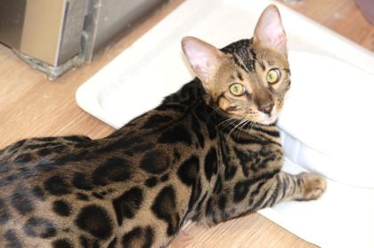 Kater Reinrassig Bengal Kater