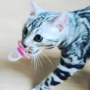 Jay jay Xxl Spottet Tabby Silber Bengaldame Zuchtzulassung 1. 5 Jahre alt