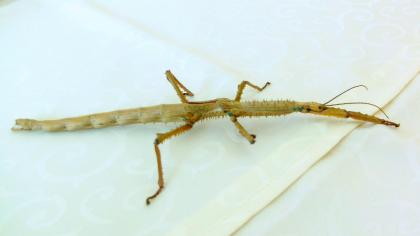 Biete Eier diverser Phasmiden Neohirasea maerens, Achrioptera fallax, Exatosoma