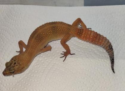 Leopardgeckos