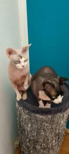 Canadian Sphynx