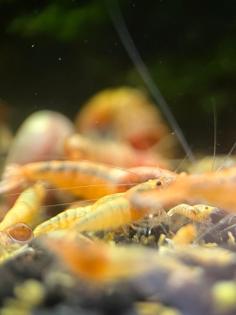 Red Bolts Caridina Garnelen Red Steel DNZ