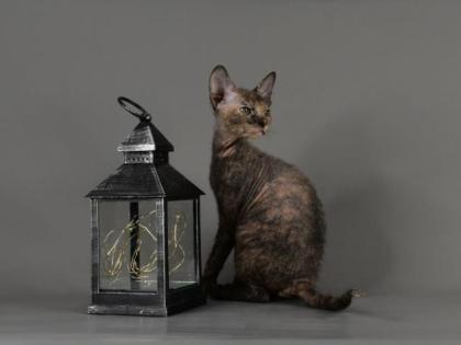 Sphynx Don Kitten mit 2G - Abgabebereit Reinrassige mit Tasthaare